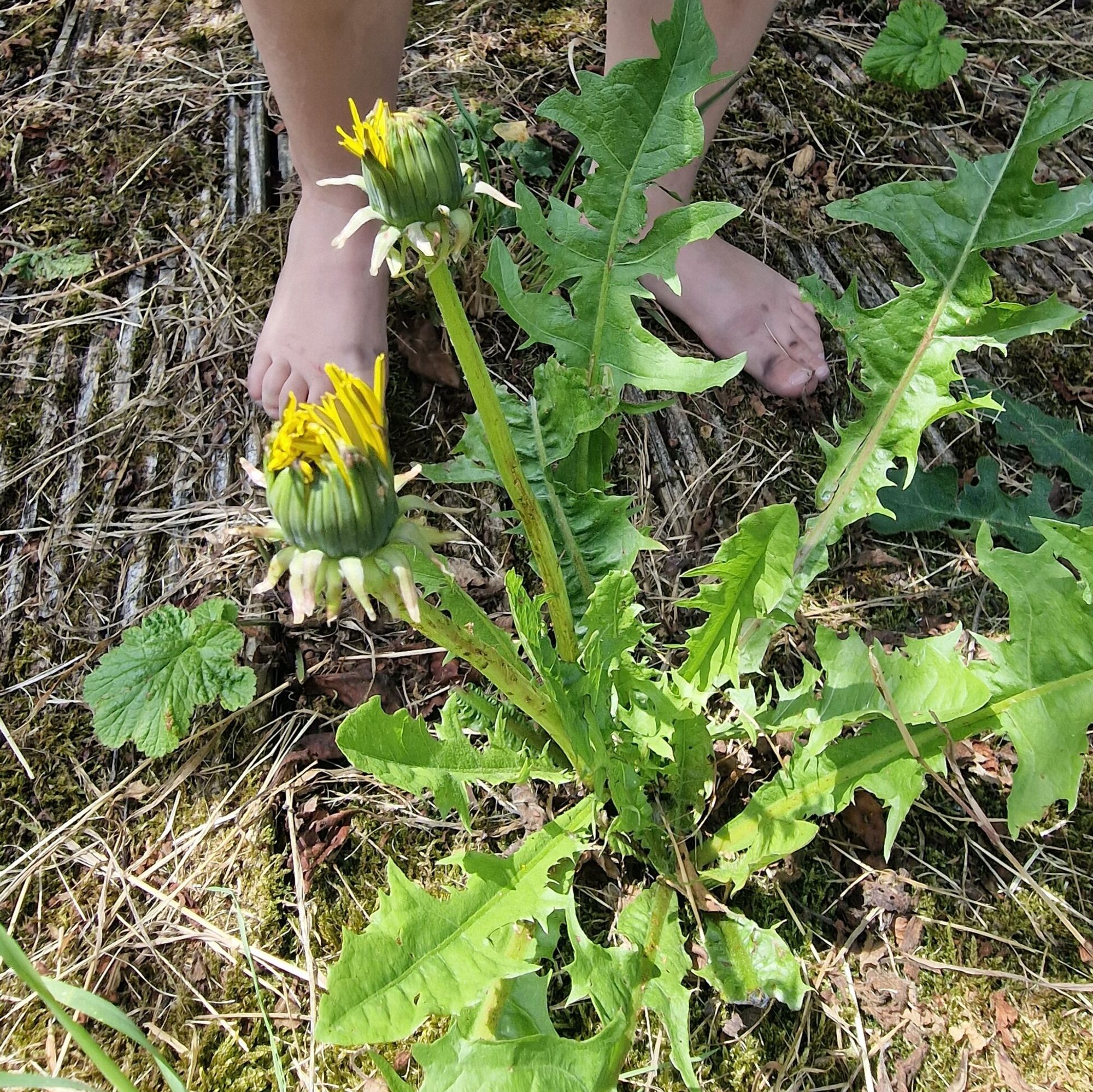 Kinderfuesse_mit_Loehwenzahn.jpg