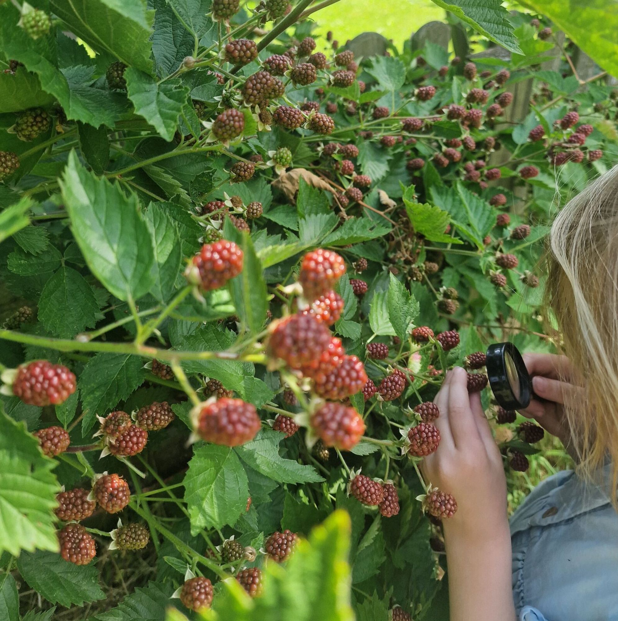 Beeren_vergroessern.jpg