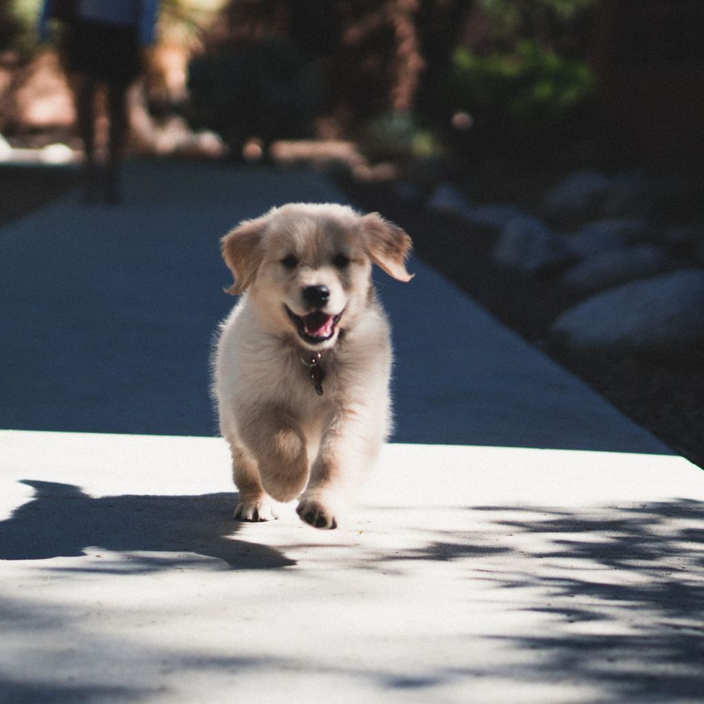 Secador de Perros, Secador de Perros de Alta Ecuador