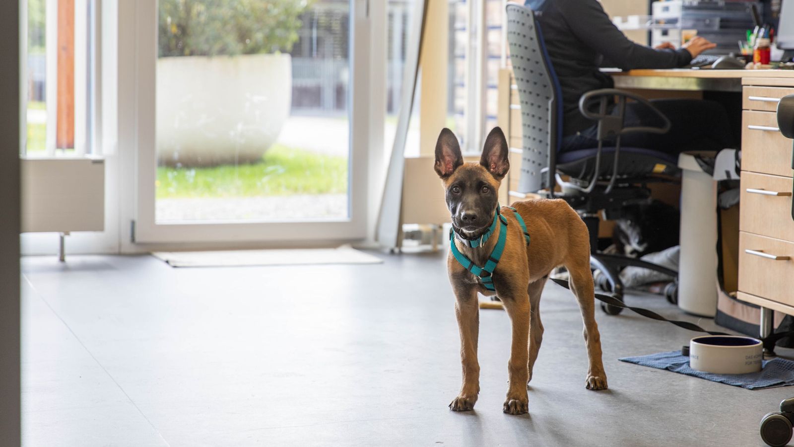 Der 14 Wochen alte Malinois mit dem Namen Cone ist kein Patient, sondern das neue Maskottchen von Health Balance. 