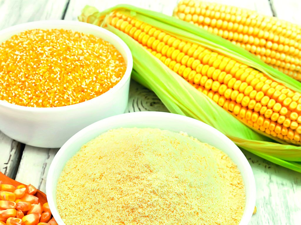 Corn/maize processing at FAC, Minneapolis, USA | Milling Training ...