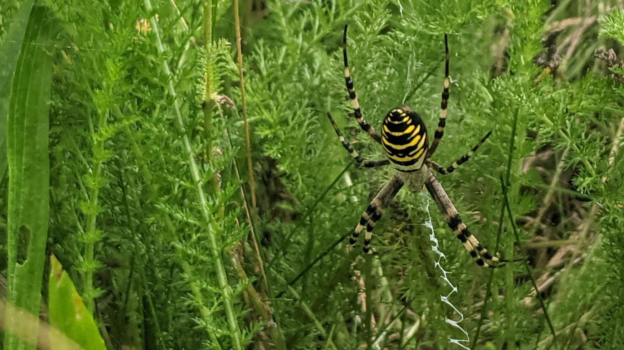 Eine Wespenspinne auf der Wildblumenwiese. Das Netz hat einen breiten, weissen Zickzackstreifen in der Mitte, das sogenannte Stabilimentum.