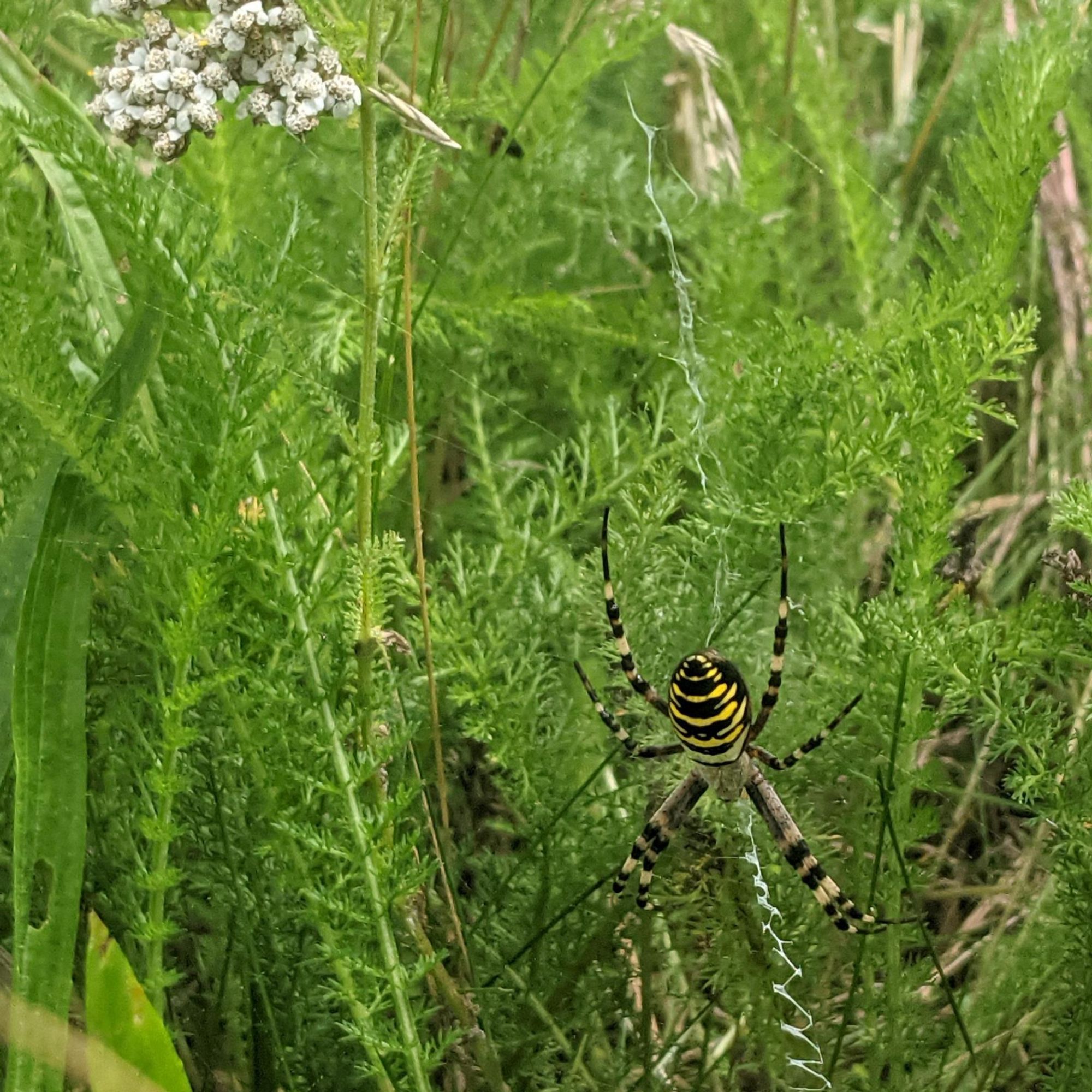 Eine Wespenspinne auf der Wildblumenwiese. Das Netz hat einen breiten, weissen Zickzackstreifen in der Mitte, das sogenannte Stabilimentum.