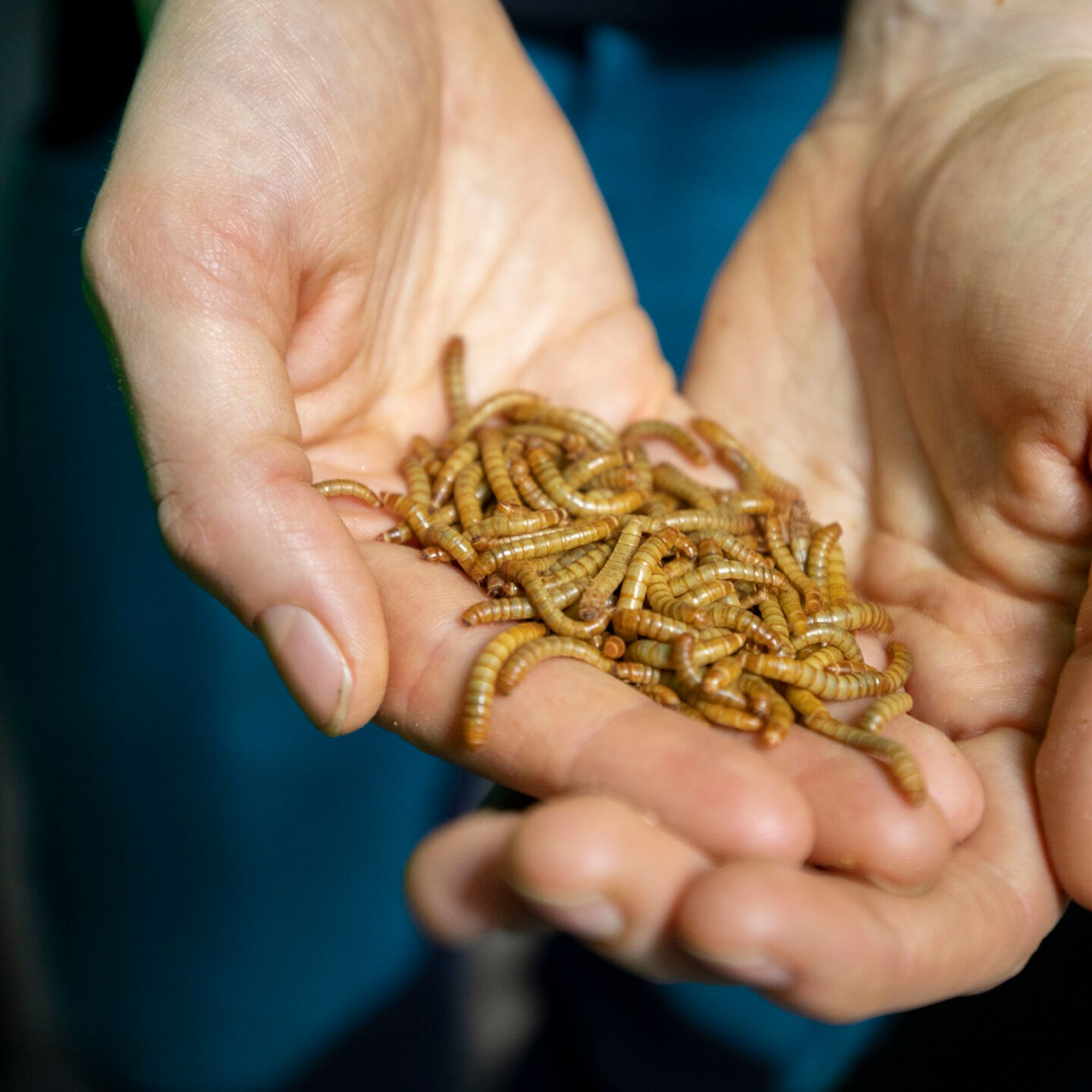 Insekten bieten gute Möglichkeiten als natürlicher und nachhaltiger Bestandteil von Tierfutter. 