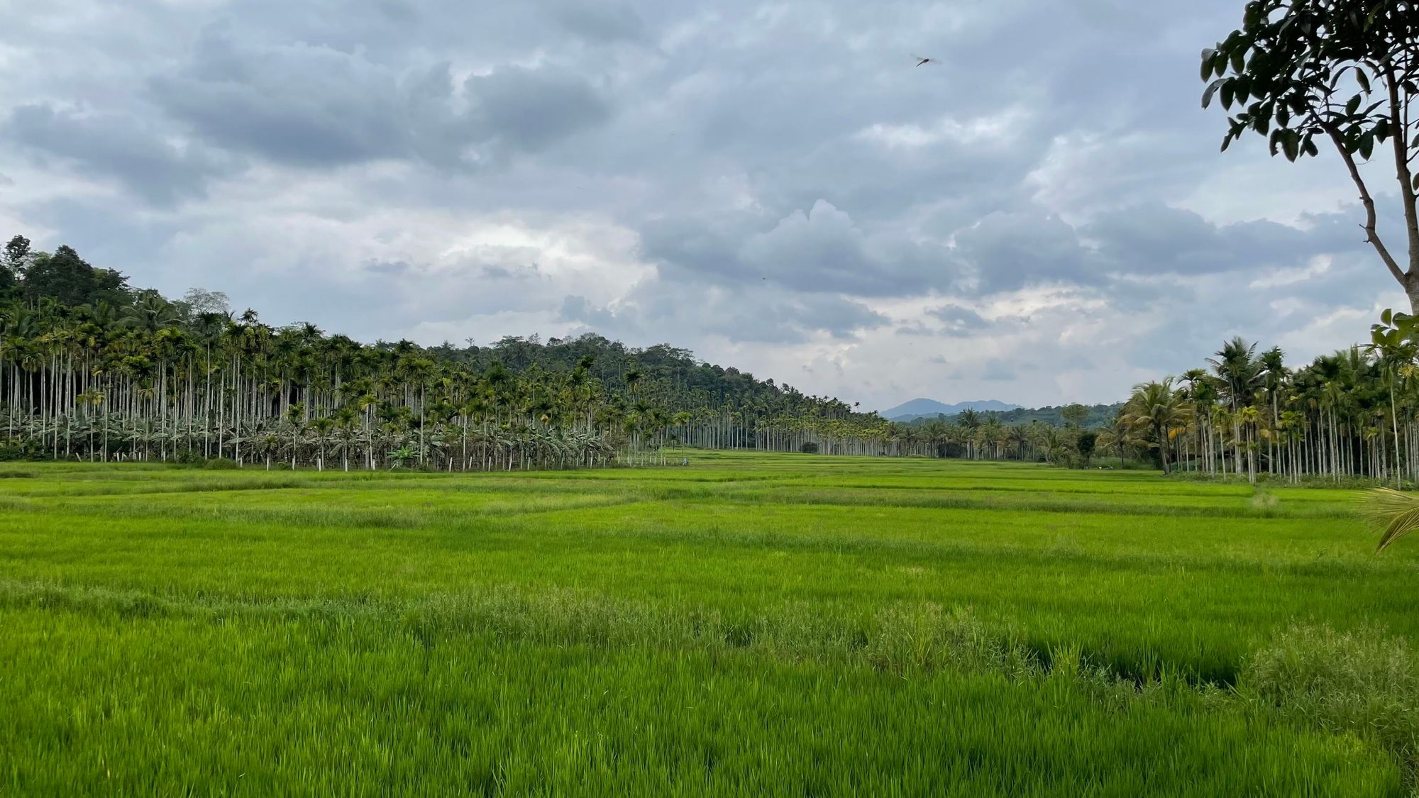 Robert Wieseckl Hund