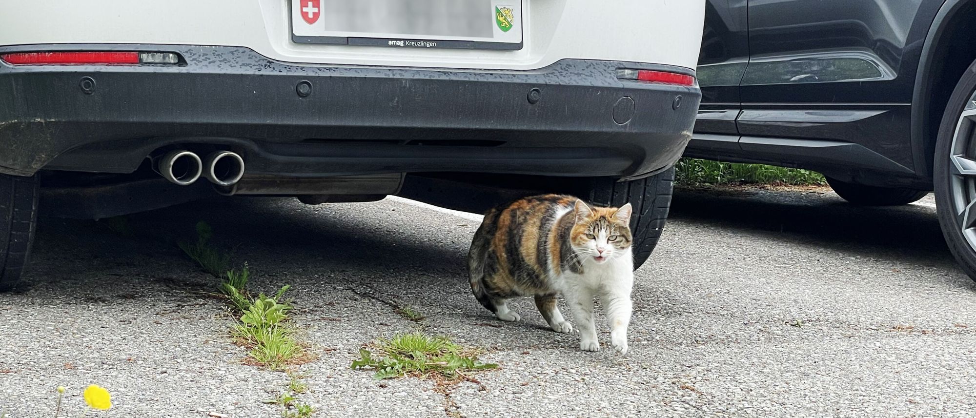 Katze Gina am Bühler Parkplatz
