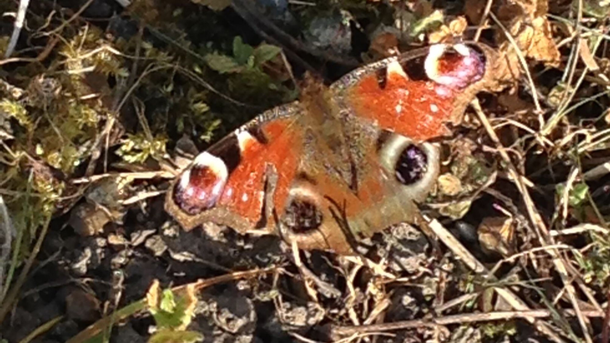 Ein Tagpfauenauge auf der Wildblumenwiese. Die grossen, pfauenfederähnlichen Augenflecken dienen dazu, Fressfeinde abzuschrecken.