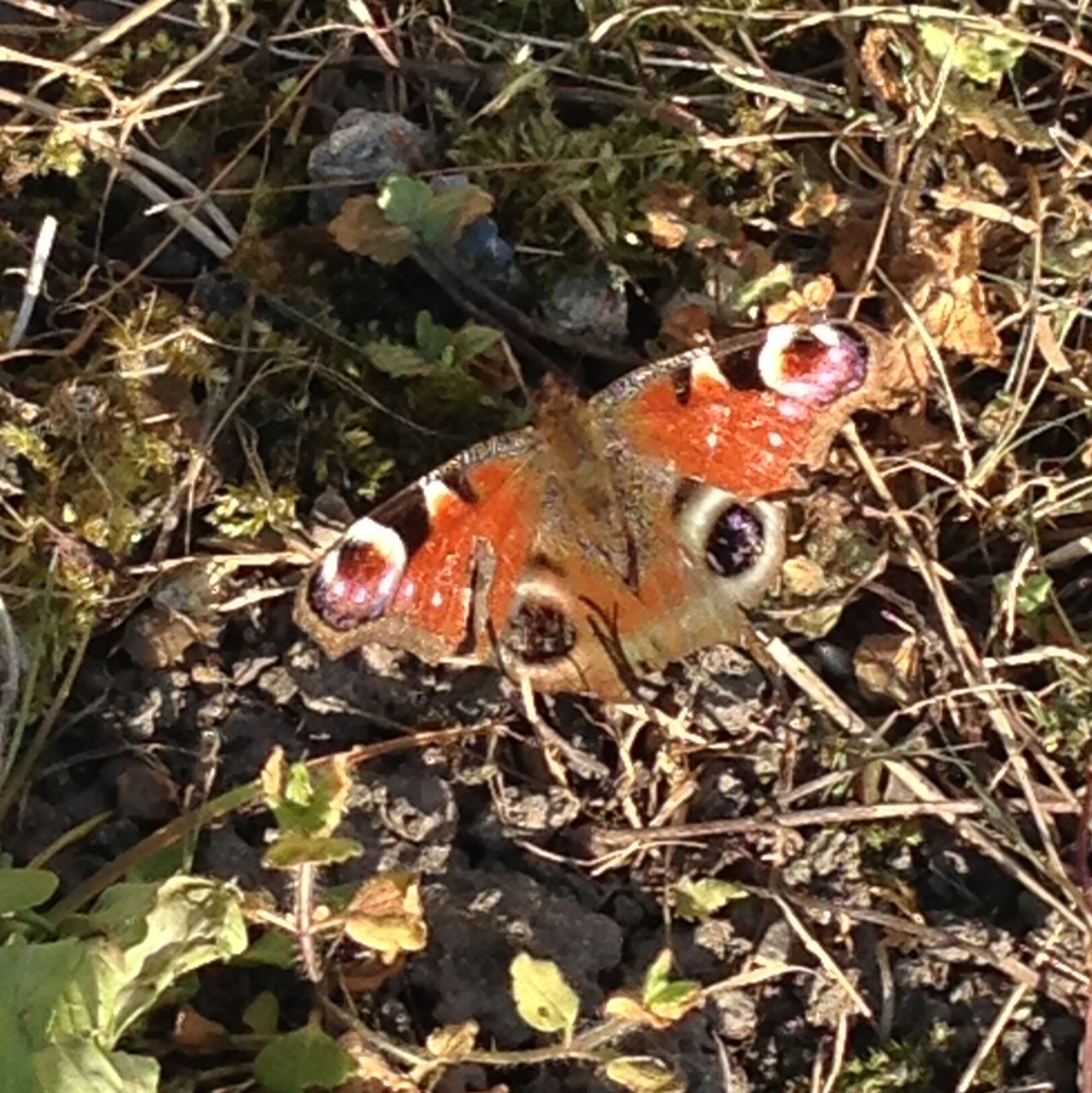 Ein Tagpfauenauge auf der Wildblumenwiese. Die grossen, pfauenfederähnlichen Augenflecken dienen dazu, Fressfeinde abzuschrecken.