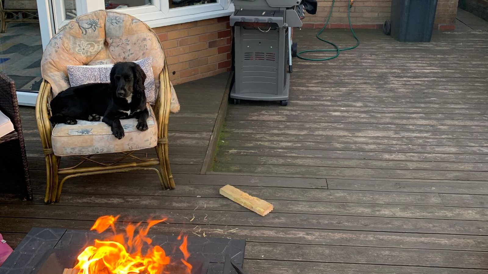 Hündin Lola entspannt sich nach einem Spaziergang.
