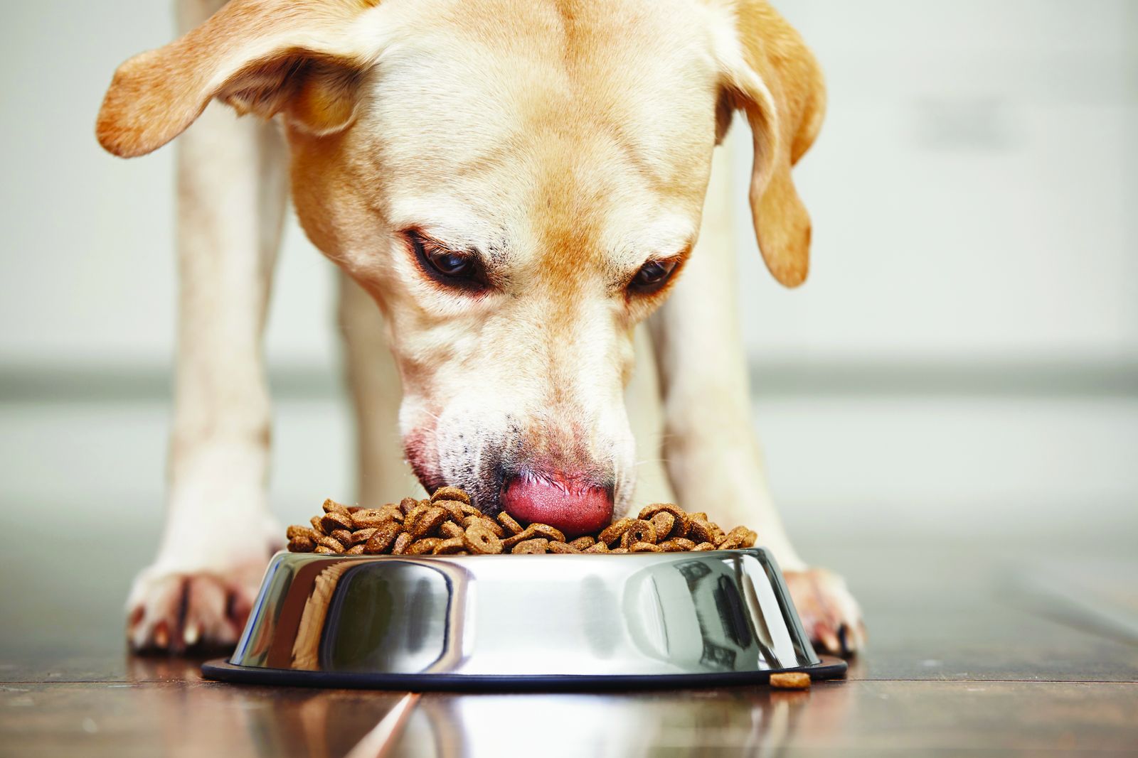Petfood