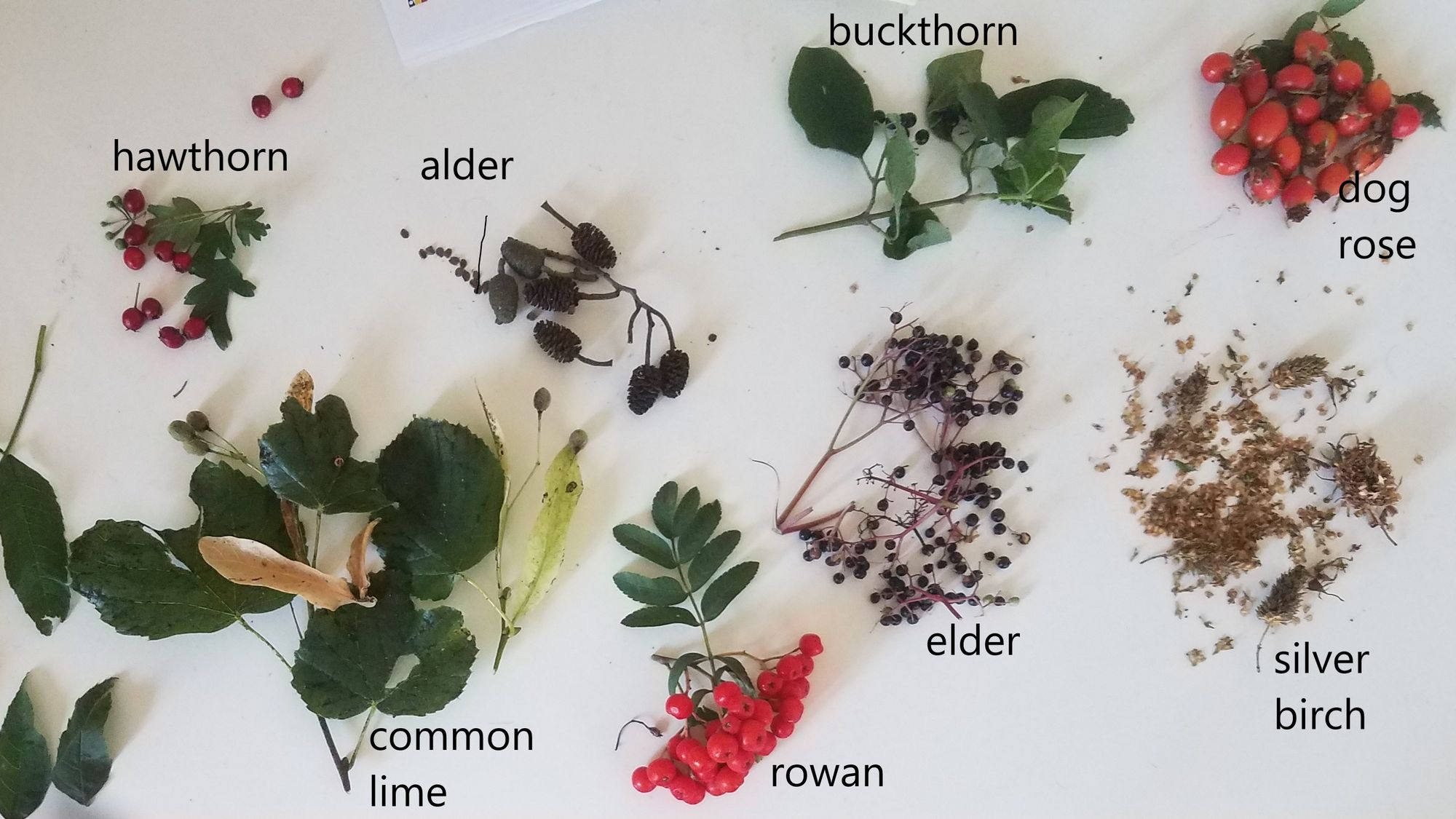 Samen und Beeren einheimischer Baumarten, die in der Umgebung für die Baumschule gesammelt werden.