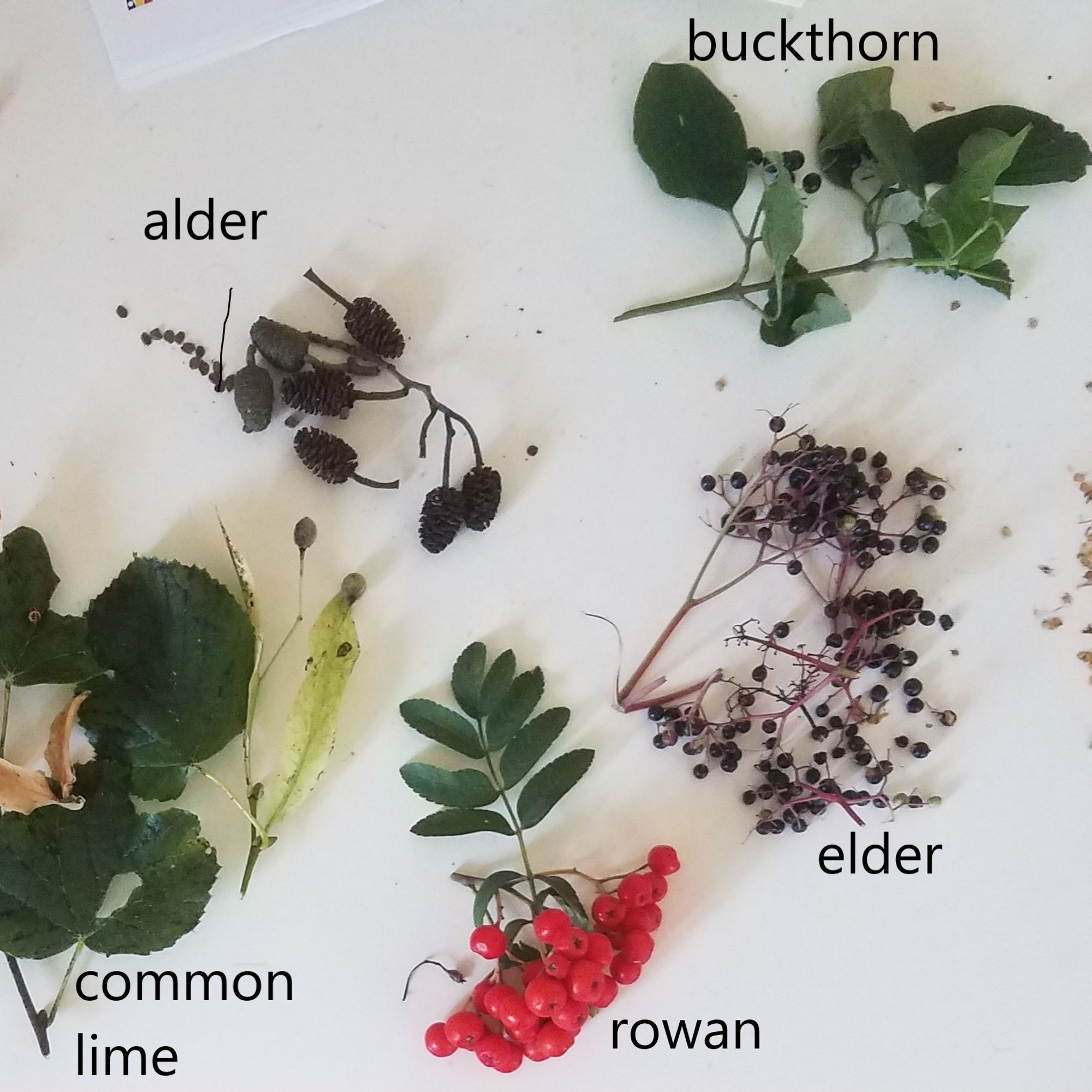 Samen und Beeren einheimischer Baumarten, die in der Umgebung für die Baumschule gesammelt werden.