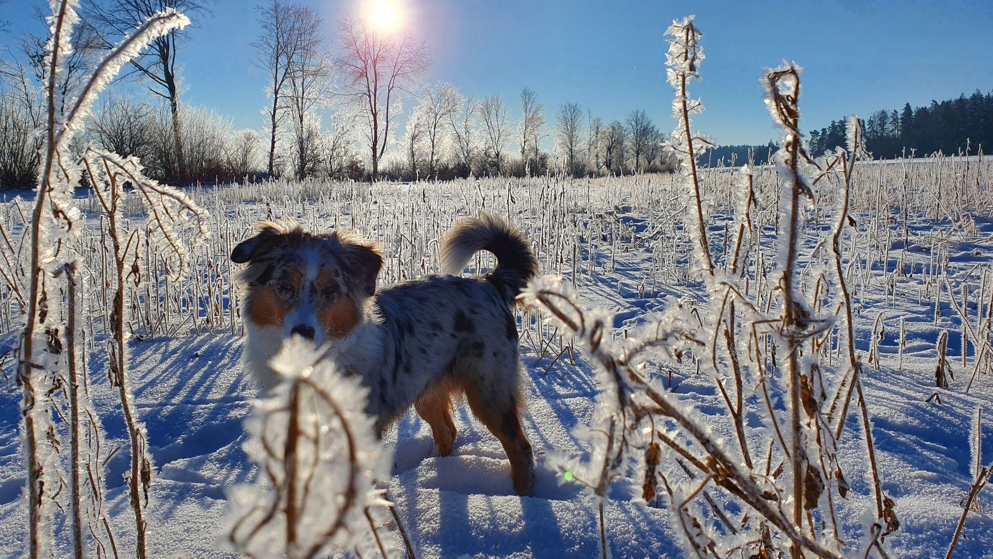 Robert Wieseckl Hund