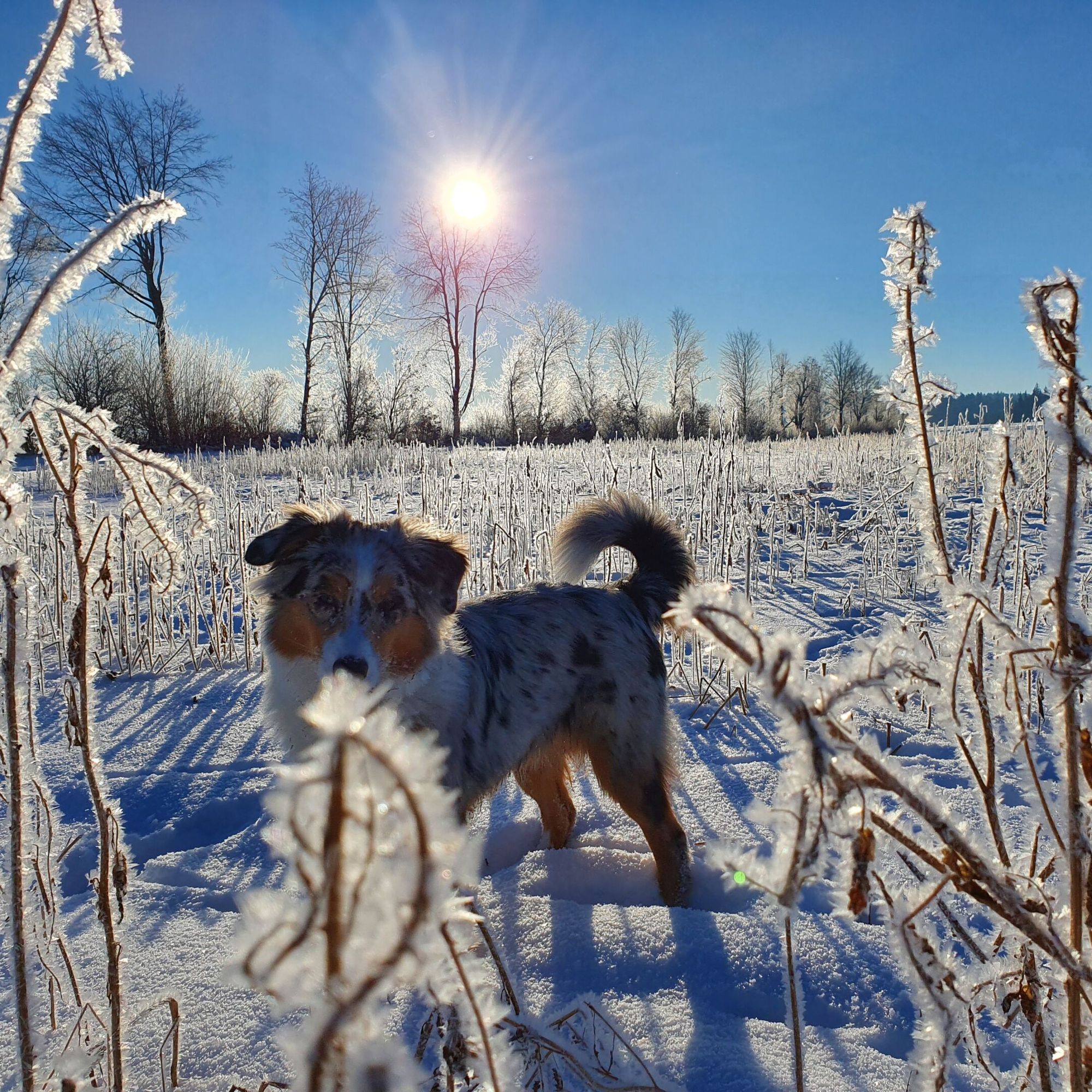 Robert Wieseckl Hund