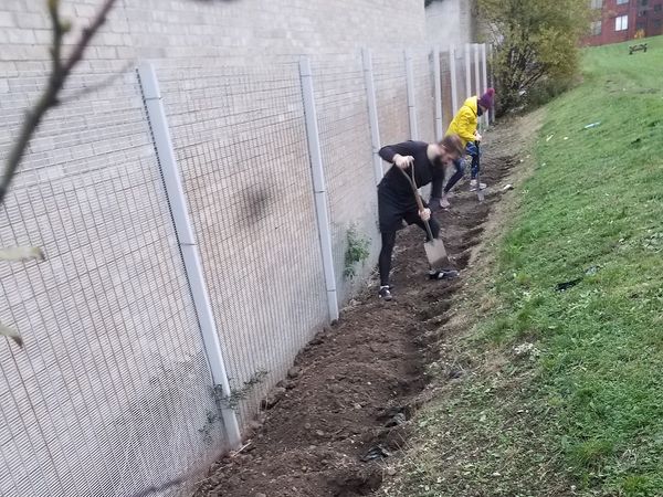 Winter Fence: Elliott White and Nora Schillinger digging holes in preparation for planting a new hedge.